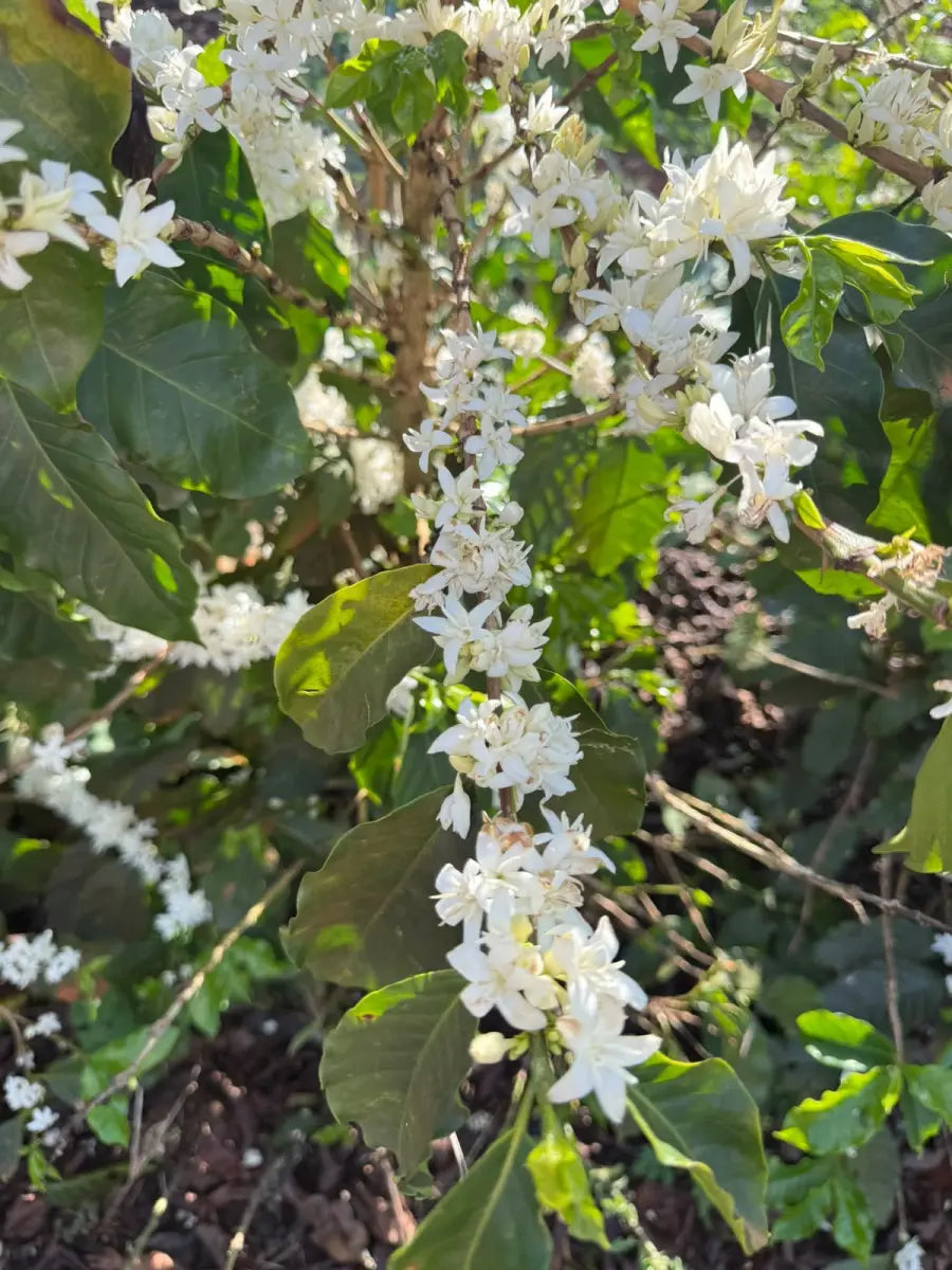 Galho de cafeeiro coberto de flores brancas