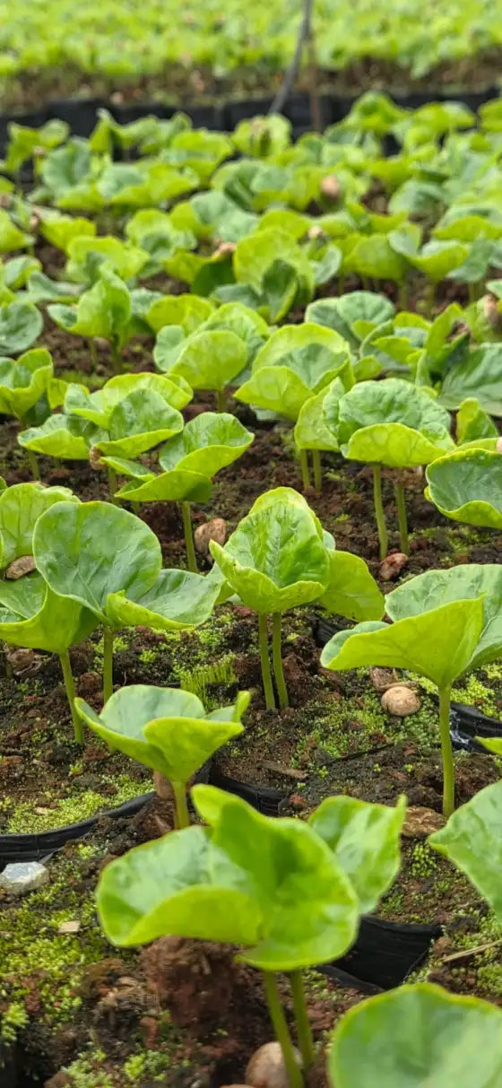 Mudas jovens de café em saquinhos de terra vermelha